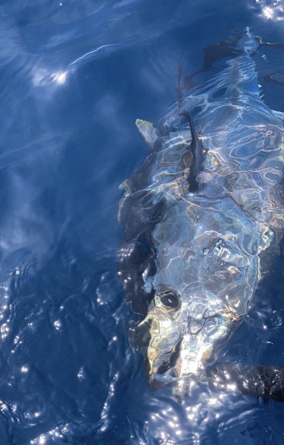 32da6248-6136-4394-897f-ce516bfde60b